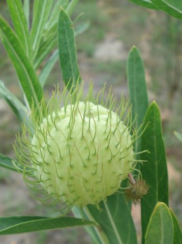 Gomphocarpus physocarpus young fruit
